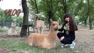 ВЛОГ/ПОЕЗДКА В ШАМАХУ/АЛЬПАКИ #alpaki #alpaca