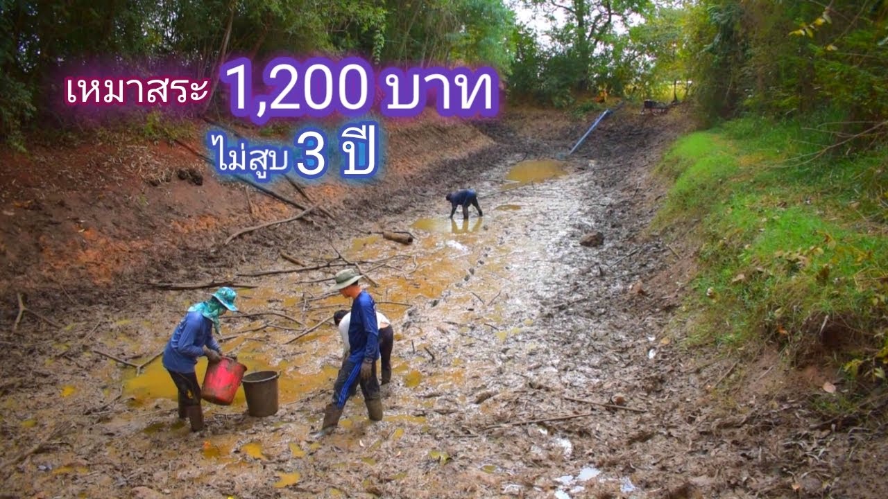 เหมาสระ 1,200 บาท ไม่สูบ 3 ปี นึกว่าไม่มีตัว มันหลบอยู่ใต้กองใบไม้ / บ้านนอก EP.435