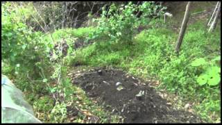 明るい農村・キャベツの苗植え 20150414 03