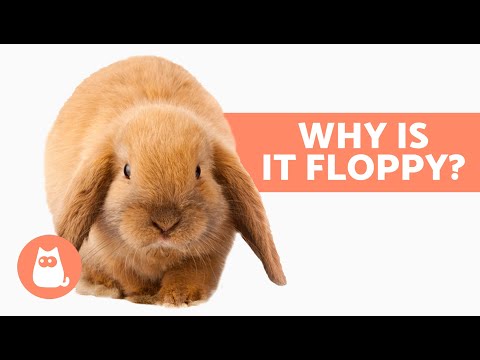 RABBIT With One FLOPPY EAR 🐰 (4 Causes)