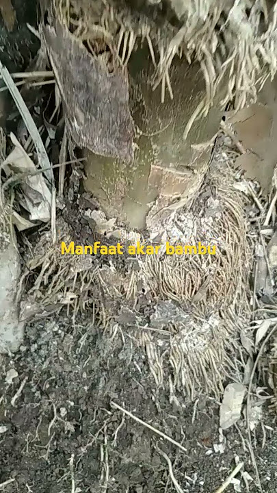 Akar bambu untuk jamur jakaba tanpa biang #jamurjakaba