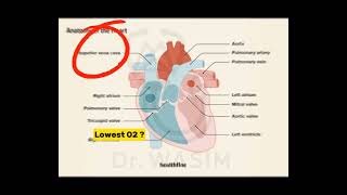 FCPS - I Q: Highest O2 saturation in fetal circulation is seen in | Max O2 | Low O2 | Dr. Wasim