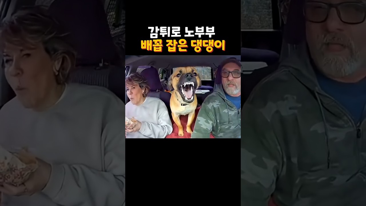 감튀 하나로 노부부 배꼽 잡은 댕댕이ㅋㅋ