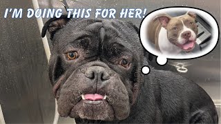 American Bulldog & American Pocket Bully Get Groomed | Date Night At The Spa