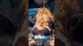 The Only Puffer Fish  Video You Need to Watch