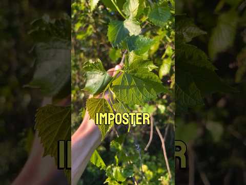 Video: Ist Moonseed Vine Invasive: Erfahren Sie mehr über die Wachstumsbedingungen von Moonseed Vine