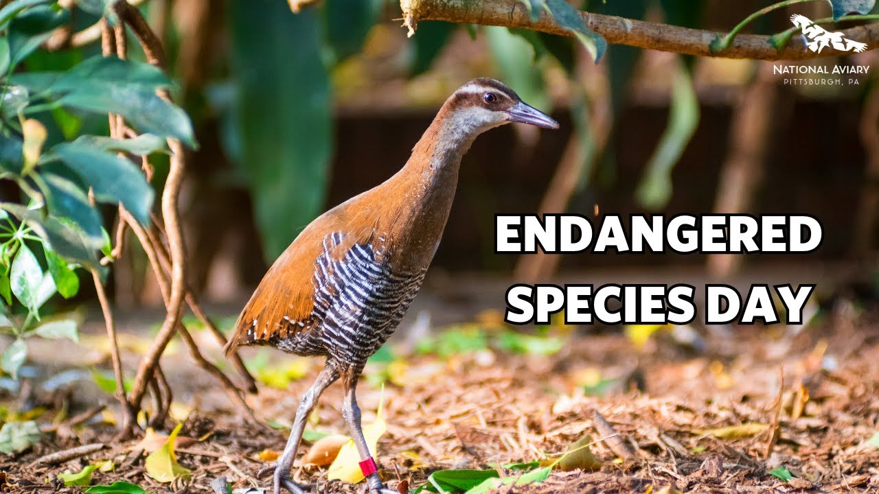 Endangered Species Day: A Global Day of Action - YouTube