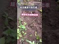 【密集恐懼症發作】直擊紅火蟻巢穴內部！木棍一翻「大軍湧出」嚇爛｜紅火蟻｜昆蟲｜生活｜示警