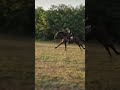Horse😉🤗#holiday #home #horse #horseriding #action #thriller #enjoy #bike #biker #live #life