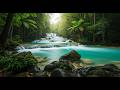 Calming Forest Ambience Birds Singing & Beautiful Stream Sounds for Peaceful Sleep,ASMR Study Focus