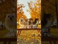 黄色の世界へ🐾チビファミリーと秋散歩🍂#shorts