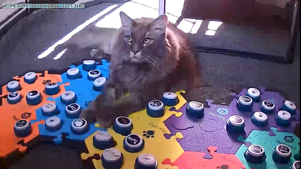 Can you win this staring contest? RoscoeSqueaks YouTube