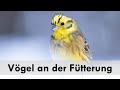 Vögel an der Winterfütterung fotografieren