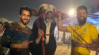 Mishkat Ko Konsa Bachra Pasand Aya? | Mola Jutt In DALFA Cattle Show 💥😍🔥 | AR Maani