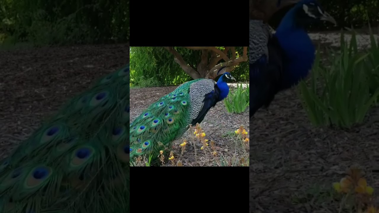 PEACOCK 🦚 MATING COMPILATION PART-1 || MUST WATCH ❤️✨️ 