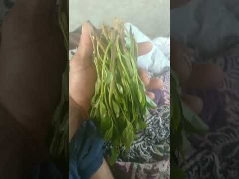 عود الاراك في اليمن يستخدم بكثره