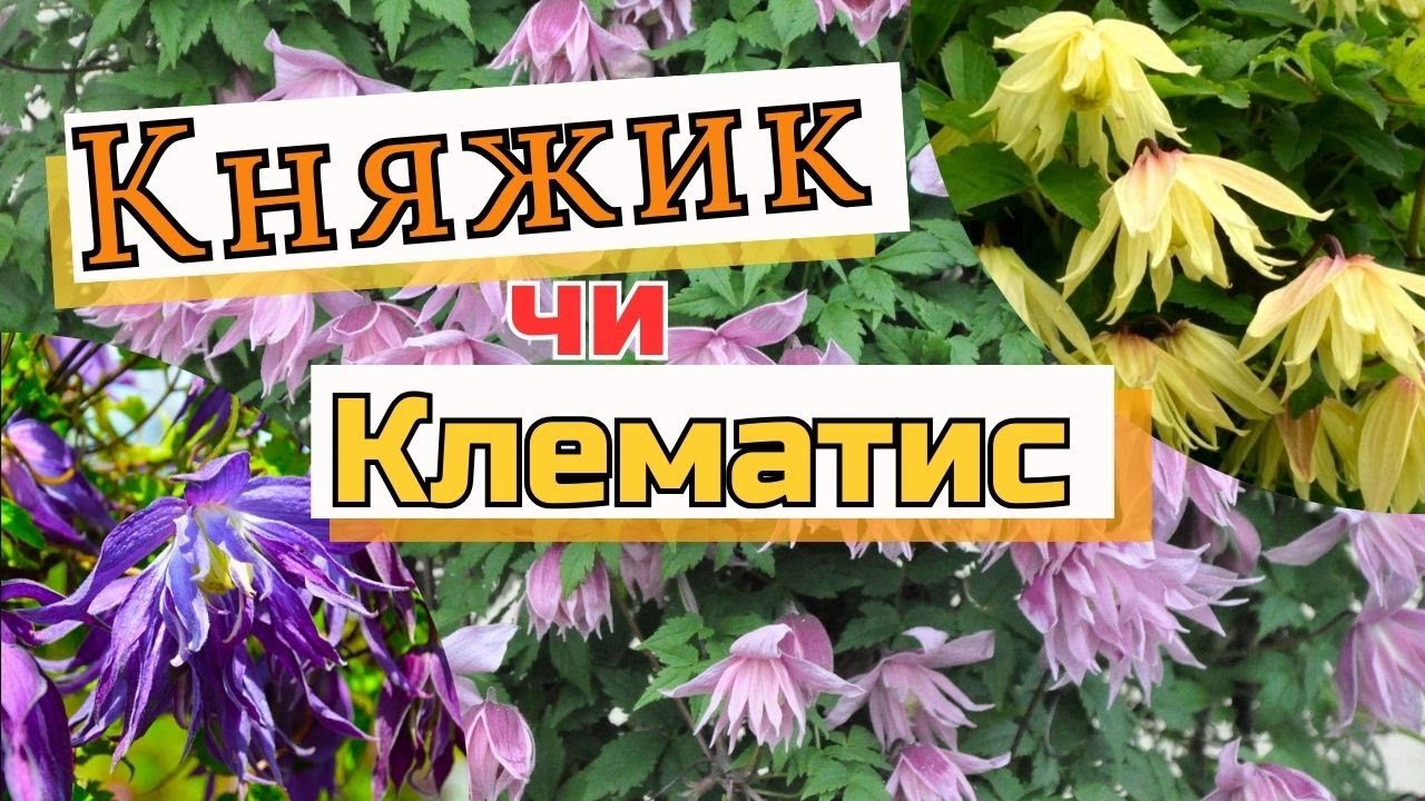 «Клематис чи княжик – хто кращий?