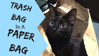 Trash Bag the Cat in a Bag by Dr Ferox 653 views 5 years ago 5 minutes, 10 seconds