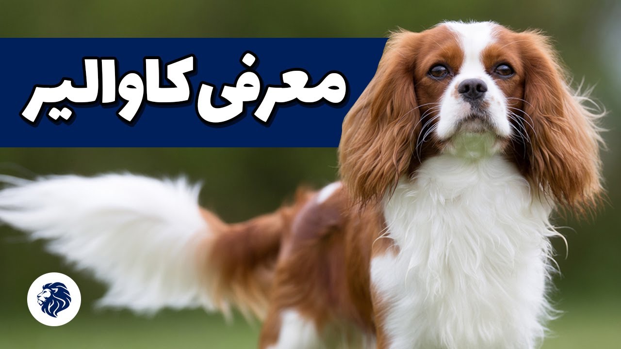 همه چیز درباره کاوالیر کینگ چارلز اسپانیل