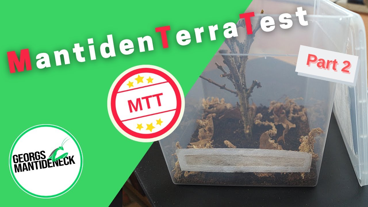 MTT: Ein Mantidenstarterkit im Test