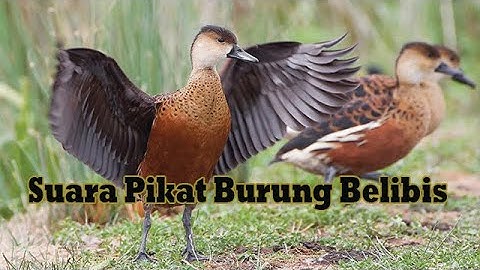 SUARA PIKAT BURUNG BELIBIS - DIJAMIN 100% AMPUH
