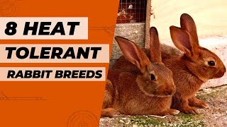8 Heat-Tolerant Rabbit Breeds