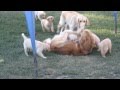 Golden Retriever Puppies Swarm Mama and Papa
