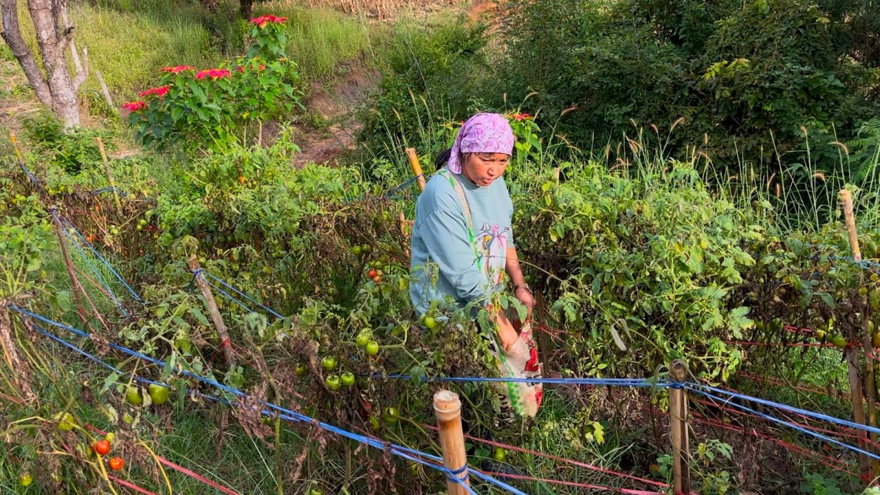 เก็บมะเขือเทศข้างทางฟรีมาทำน้ำพริกกินตอนเกี่ยวข้าว