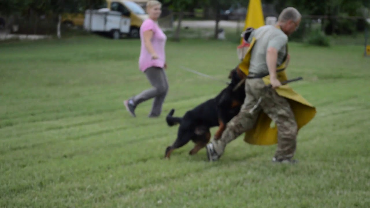 Rottweiler Wicked Game E-Marco, BH, IGP-1 - YouTube