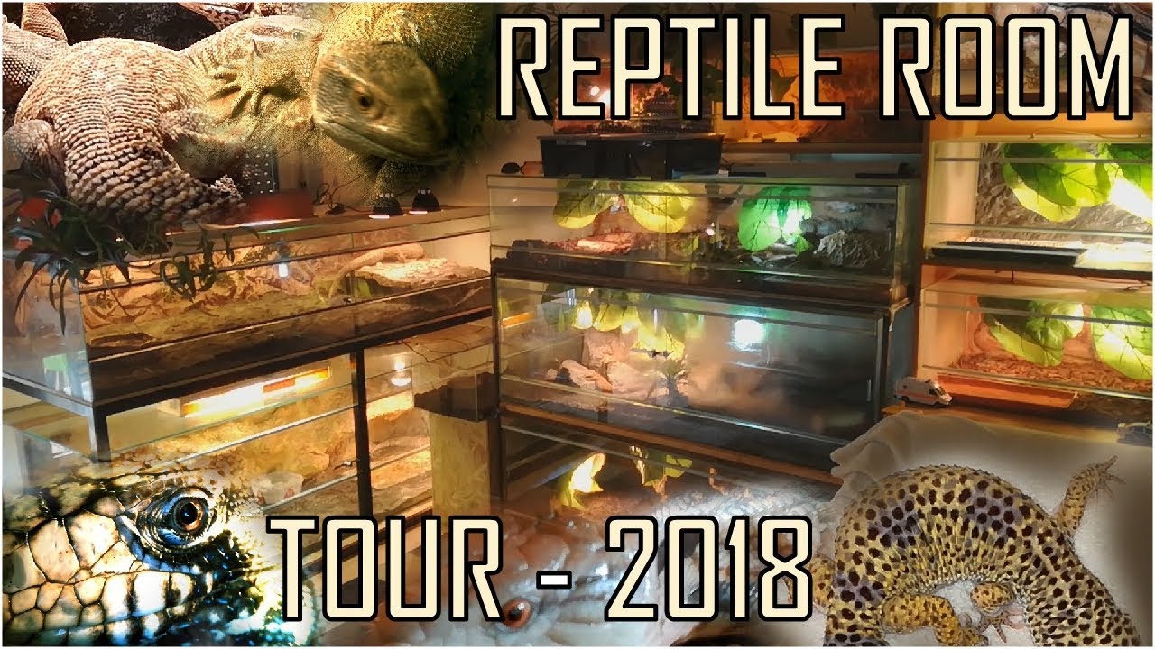 BIG MONITORS, ACKIES, TEGU, Reptile Enclosures Reptile Room Tour 2018