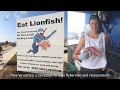 NOAA Ocean Today video: 'All You Can Eat ... Lionfish!'