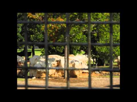 אבל ביחס למצבים מאנים דפרסיביים אמילי קליין חלק 1 