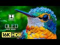 Amazing Footage in Breathtaking 16K HDR 120FPS Dolby Vision