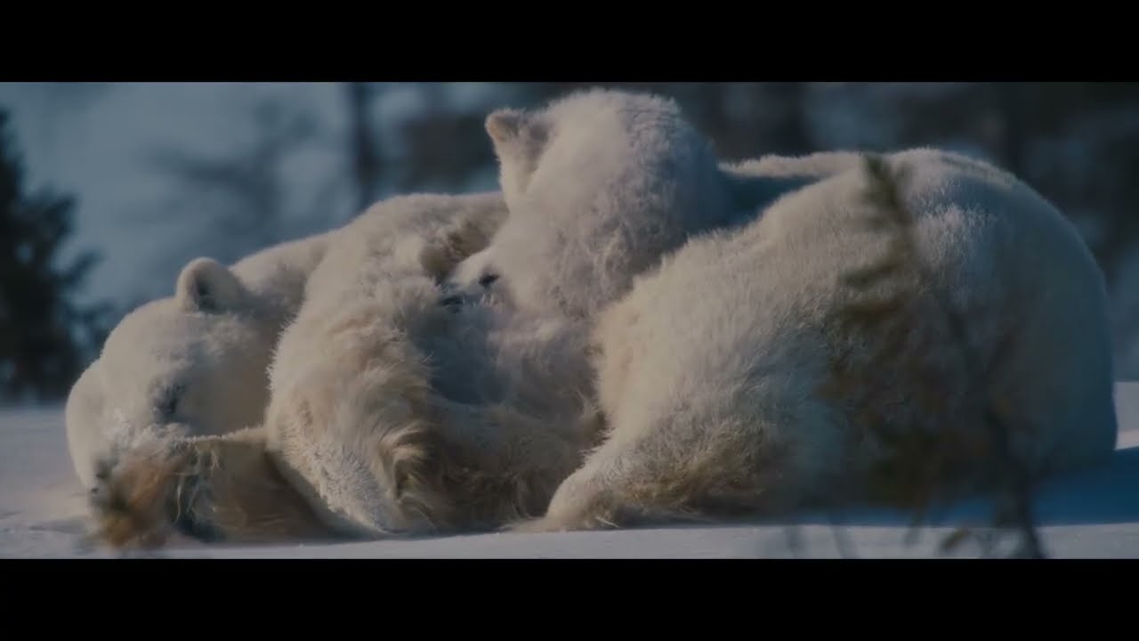 *Nuisance Bear*, the 2026 Best Wildlife Conservation winner, also won the Sundance U.S. Documentary Grand Jury Prize and is distributed by A24.