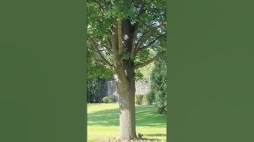 Squirrels are running up the tree trunk. How many squirrels did you see? #shorts #squirrel #cute