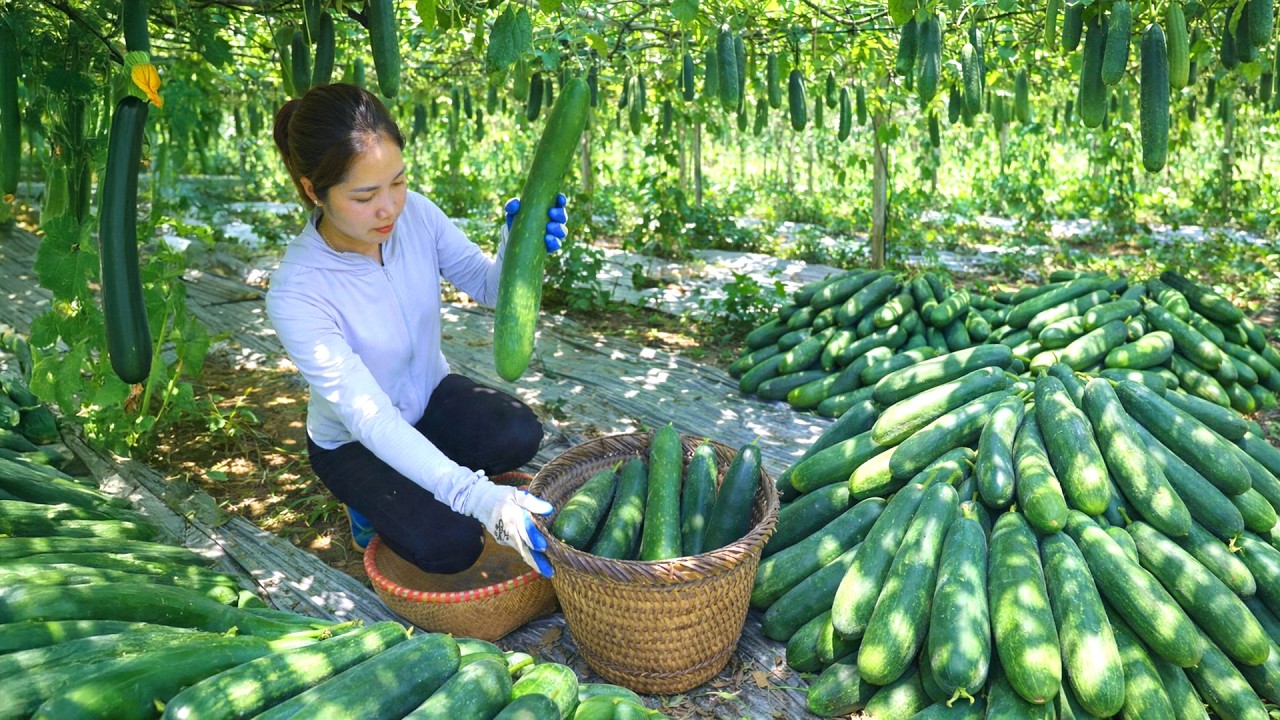 Harvesting 1000 + Kg Giant Green Winter Melon To Sell At Market | Tieu Ca Free Bushcraft
