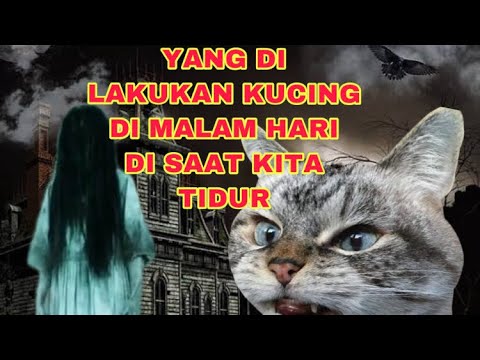 Video: Kucing Bisa Belajar Tidur Di Malam Hari