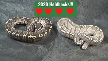 Ball Python Hatchlings: A few 2020 Holdbacks!!!