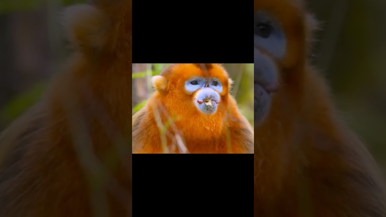 Monkey is the premier platform for live video chat, seamlessly connecting you with new people