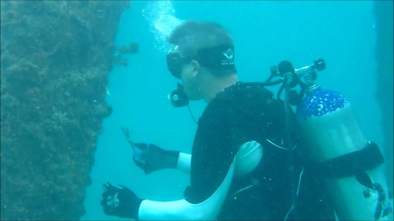 Deerfield Beach Pier SCUBA Dive YouTube
