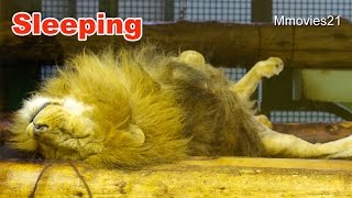 動物たちの眠り~Sleepig Animals
