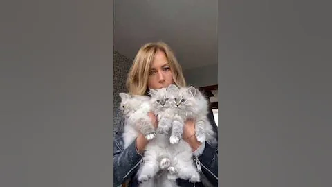 Video 11088561: siberian neva masquerade, colorpoint siberian, big cat