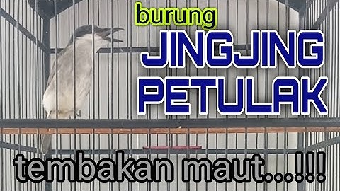 JINGJING PETULAK GACOR  !!! masteran burung kicau