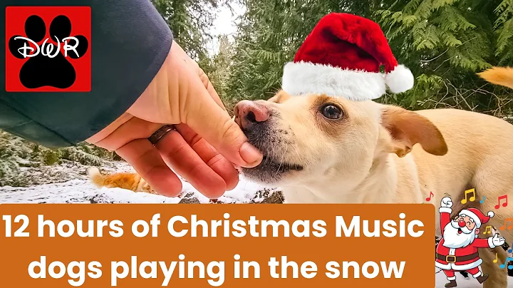 🐩🐾🎄🎁 12Hours of Christmas Music - Dogs Playing, Relaxing, and Frolicking in Nature! 🐩🐾🎄🎁