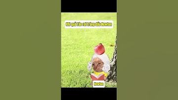 Khi Táo rơi trúng đầu Newton 🗿