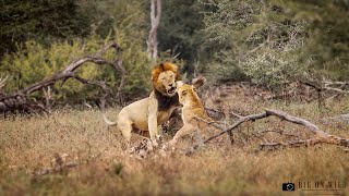 Lions Return to Pride to Create New Cubs- Kruger National Park