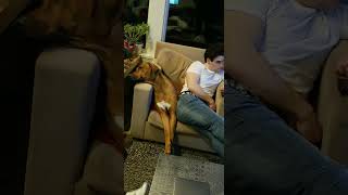 Rhodesian Ridgeback thinks I owe him money $$