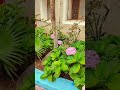 #A He Chot@ #garden #M@hi M@nsi