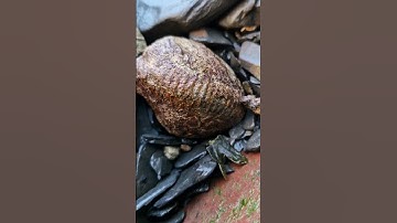 Freshly fallen Ammonite Fossil nodule! 🤌🏼🌀🪨 #fossilhunting #fossils #shorts #coast #rock #sea #beach