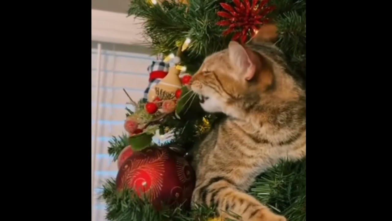 Christmas cat tree festivities christmas christmastree cats youtube
